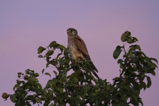 A Common Kestrel sits in an apple tree near Frankfurt am Main at dusk in the evening and observes