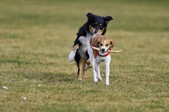 Mixed breed dog between Border Collie and Australian Shepherd plays with Beagle, Switzerland