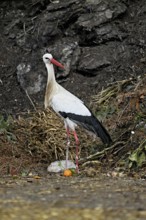 White stork (Ciconia ciconia), foraging in compost, Canton Aargau, Switzerland