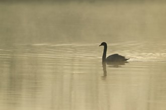 Mute swan (Cygnus olor), swimming in the morning light on the Flachsee, nature reserve, Reusstal,