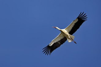 White stork (Ciconia ciconia), in flight, Canton Aargau, Switzerland