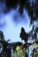 Hooded Crow in summer heat, Germany