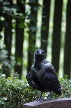 Hooded Crow, young bird, summer heat, July, Germany