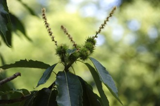 Chestnuts, July, Germany