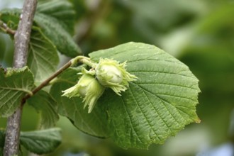 Hazelnut bush with hazelnuts, July, Germany
