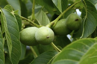 Walnut tree with walnuts, July, Germany