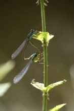 Two dragonflies on a lake shore, July, Germany