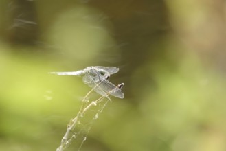 Dragonfly on a lake shore, July, Germany