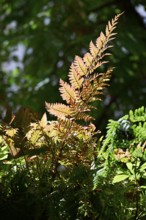 Red veil fern (Dryopteris erythrosora)
