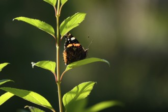 Admiral (Vanessa atalanta), June, Saxony, Germany