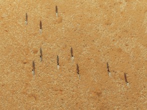 Gemsbok (Oryx gazella). Roaming an arid plain at the edge of the Namib Desert. Aerial view. Drone