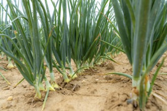 Agriculture, field with onions, shortly in front of harvest, near Nettetal, on the Lower Rhine,