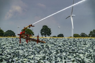 Agriculture, artificial irrigation of a field, irrigation system, cabbage cultivation, red cabbage,