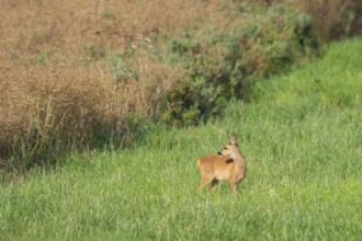 Fawn (Capreolus capreolus) at the edge of a field, Mecklenburg-Western Pomerania, Müritz region,