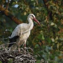 High up in the poplars... White stork (Ciconia ciconia) on its nest in a tree, young adult bird