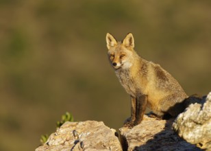 Red fox (Vulpes vulpes) in early morning light on a rock, Sierra de San Pedro, Extremadura, Spain