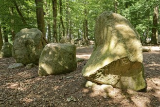 Erratic blocks in the Neuenknick erratic block forest in the Teutoburg Forest. Around 2000 of the