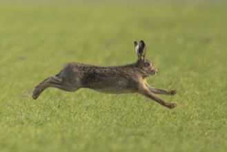 European brown hare (Lepus europaeus) adult animal running in a farmland field in springtime,