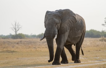 African elephant (Loxodonta africana), adult, Okavango Delta, Moremi Game Reserve, Botswana