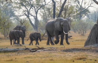 African elephant (Loxodonta africana), group with young, Okavango Delta, Moremi Game Reserve,