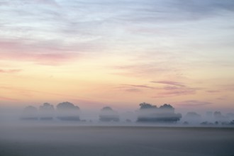 Landscape with deciduous trees at dawn and ground fog, Lower Rhine, North Rhine-Westphalia, Germany