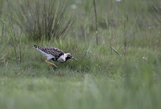 Ruff (Philomachus pugnax) in a meadow, Texel, North Holland, Netherlands
