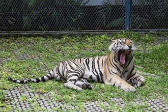 Tiger (Panthera tigris) Pattaya Thailand