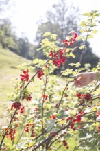 Girl picking redcurrants or currants, Ribes Rubum, Upper Bavaria, Bavaria, Germany