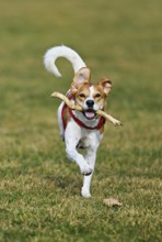 Beagle with branch in mouth jumps across meadow, Switzerland