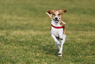 Beagle with branch in mouth jumps across meadow, Switzerland