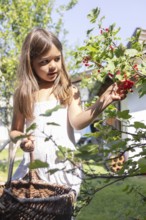 Girl picking redcurrants or currants, Ribes Rubum, Upper Bavaria, Bavaria, Germany