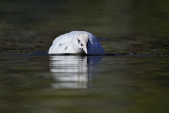 Eurasian Coot (Fulica atra), leucistic, partly albino, swimming, Lake Zug, Switzerland