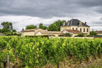 Vineyard of Chateau Pichon Longueville Baron Vineyard and grape fields around Pauillac, Bordeaux,