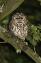 Tawny owl (Strix aluco), Westend Nord, Frankfurt am Main, Hesse, Germany