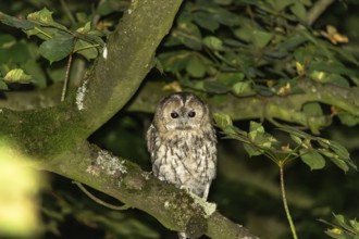 Tawny owl (Strix aluco), Westend Nord, Frankfurt am Main, Hesse, Germany