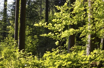 Hornbeam, Carpinus betulus, beech forest with green leaves in the sun, Upper Austria, Austria