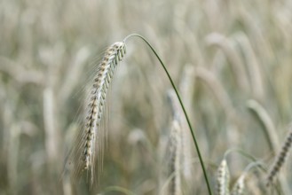 Triticale ears (triticale), Emsland, Lower Saxony, Germany
