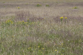 Meadow with ragwort (Senecio jacobaea), Emsland, Lower Saxony, Germany