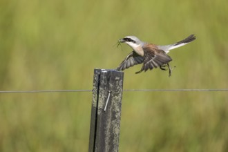 Red-backed shrike (Lanius collurio), Emsland, Lower Saxony, Germany