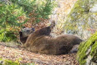 Eurasian Brown Bear (Ursus arctos arctos) lying in a forest, Bavaria, Germany