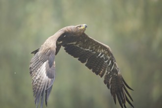 Steppe eagle (Aquila nipalensis) flying on a foggy day in autumn, Bavaria, Germany