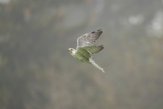 Saker falcon (Falco cherrug) flying, autumn, Bavaria, Germany