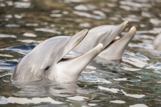Common bottlenose dolphin (Tursiops truncatus), animal portrait, captive, Germany