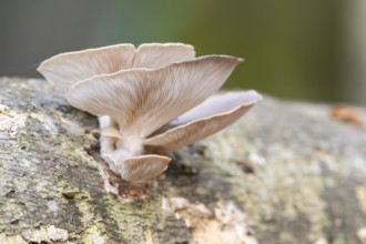 Oyster mushroom (Pleurotus ostreatus) growing an a European beech (Fagus sylvatica) tree trunk in a