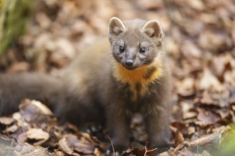 European pine marten (Martes martes) in a forest in autumn, Bavaria, Germany
