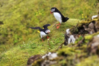 Two puffins (Fratercula arctica) on a grassy bird cliff, Cape Dyrhólaey in summer, Dyrholaey, Vík í