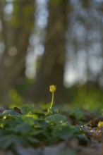 Nature photograph of lesser celandine (Ficaria verna) in spring, nature photo, flora, plant,