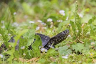 A European pond turtle (Emys orbicularis), makes its way through the green meadow next to the pond