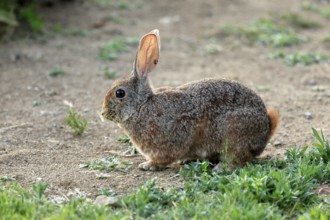 Bush hare (Lepus saxatilis), adult, foraging, alert, Montain Zebra National Park, Eastern Cape,