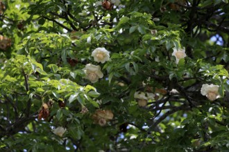 African baobab (Adansonia digitata), African baobab, flowers, flowering, foliage, Kruger, Kruger